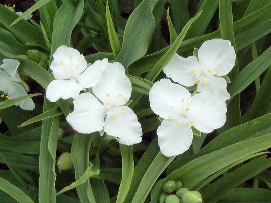 Tradescantia - Snowcap, 1 Pack