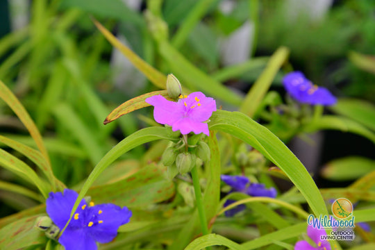 Tradescantia - Sunshine Charm, 1 Pack