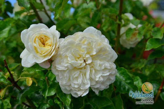 Tranquility - David Austin Rose
