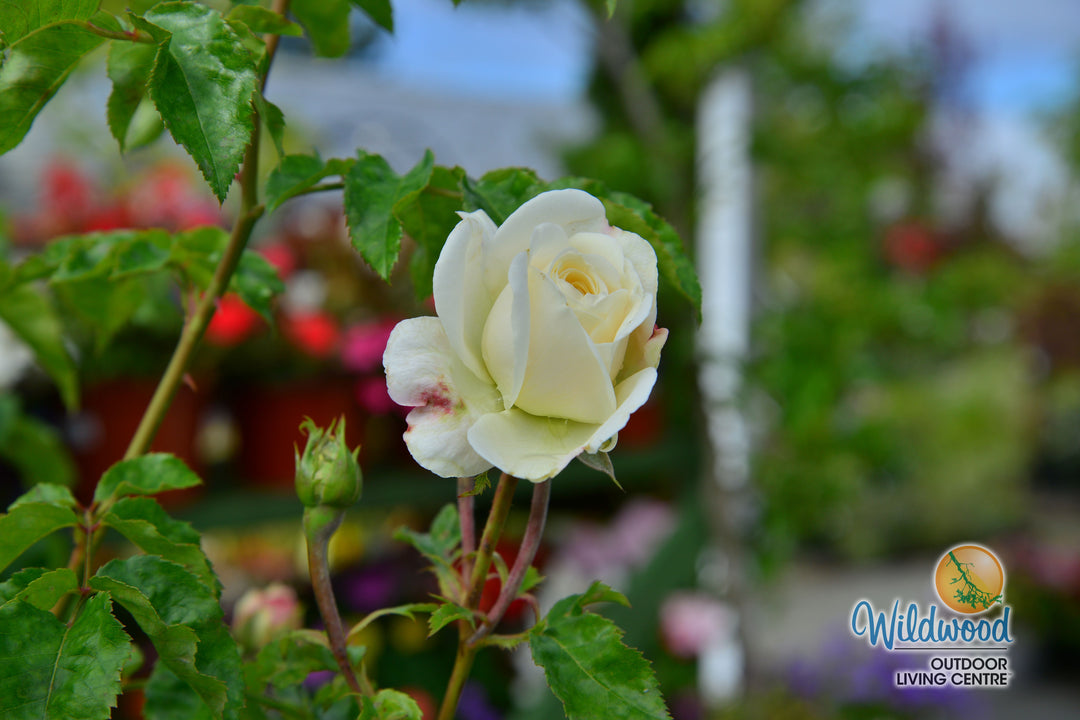 Tranquility - David Austin Rose