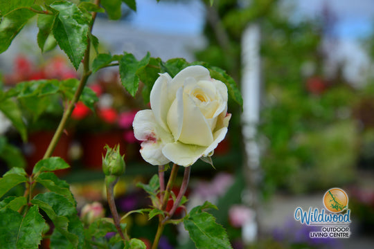 Tranquility - David Austin Rose