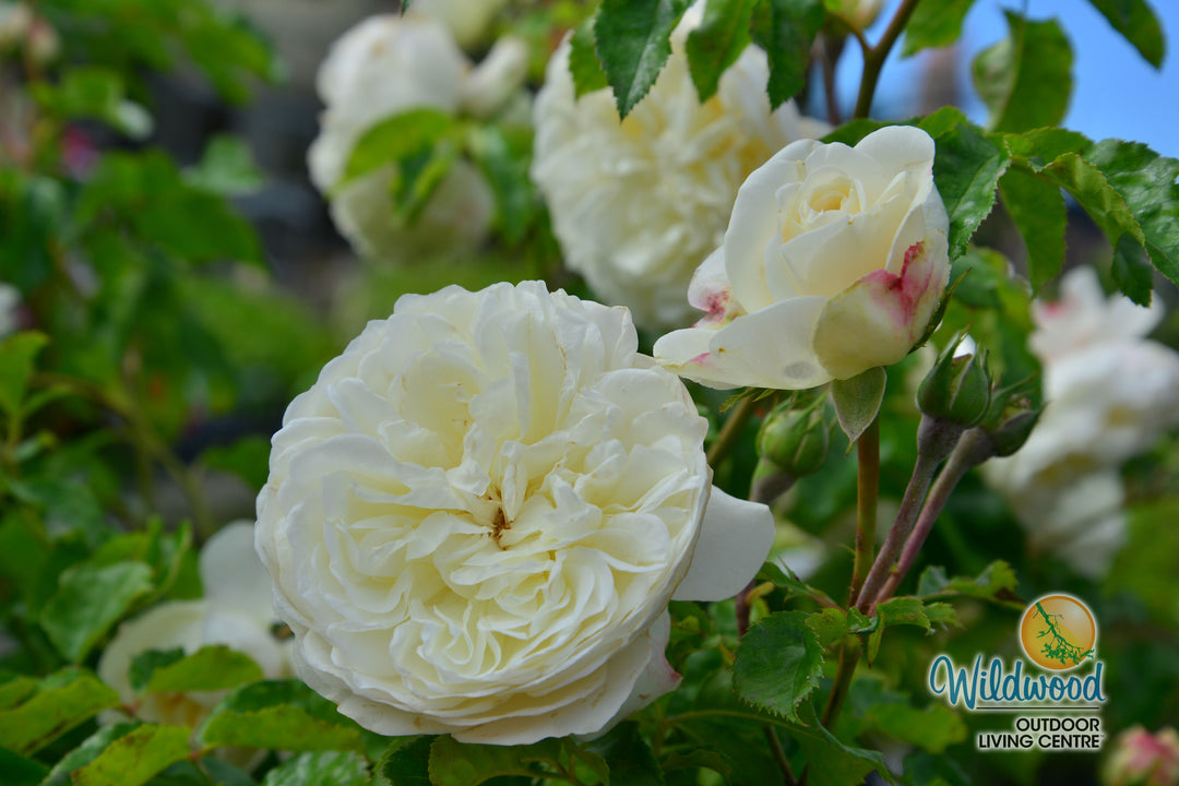 Tranquility - David Austin Rose