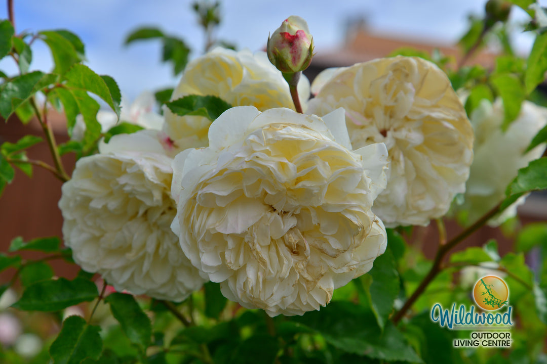 Tranquility - David Austin Rose