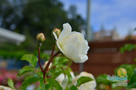 Tranquility - David Austin Rose