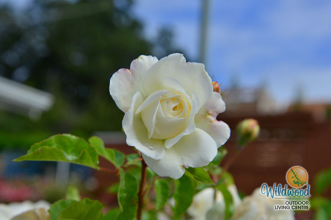 Tranquility - David Austin Rose
