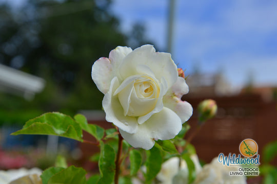 Tranquility - David Austin Rose