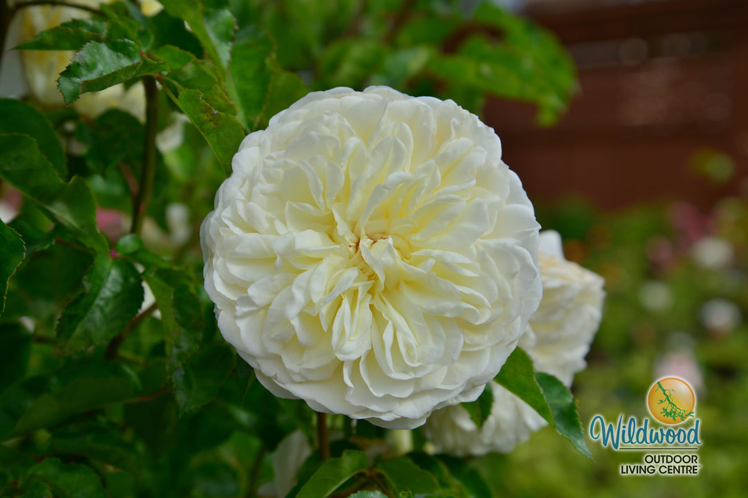 Tranquility - David Austin Rose