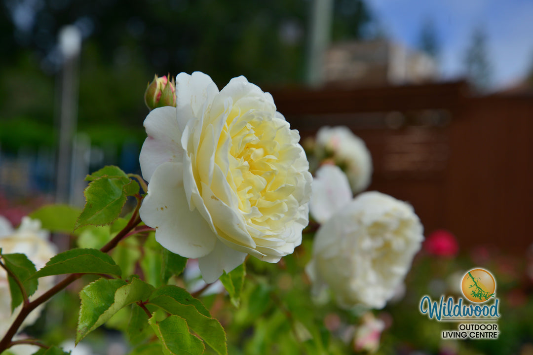 Tranquility - David Austin Rose