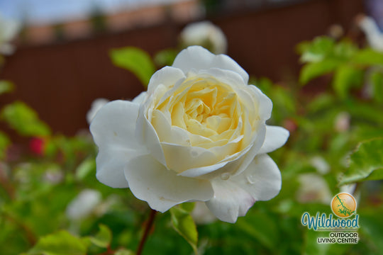 Tranquility - David Austin Rose