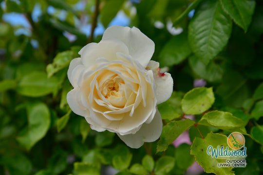 Tranquility - David Austin Rose