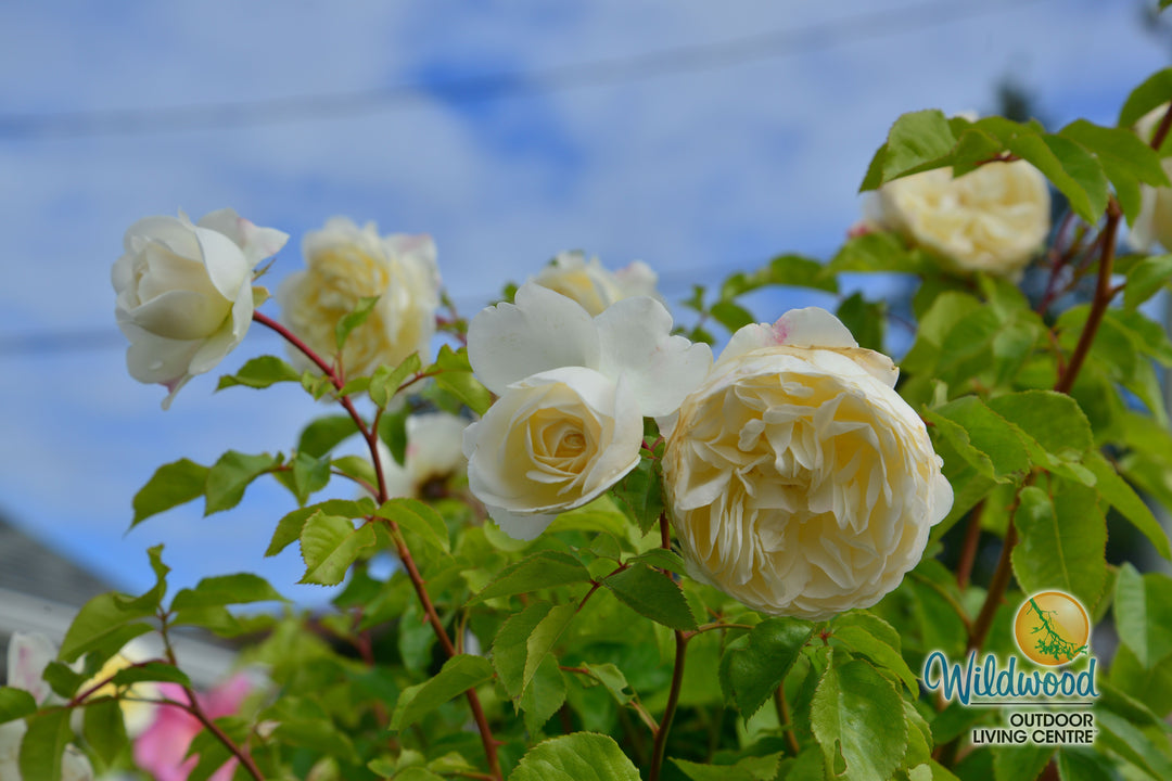 Tranquility - David Austin Rose
