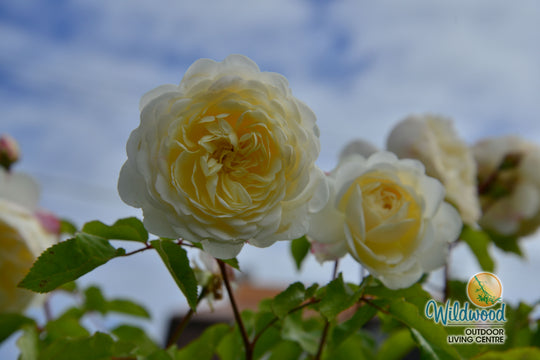 Tranquility - David Austin Rose