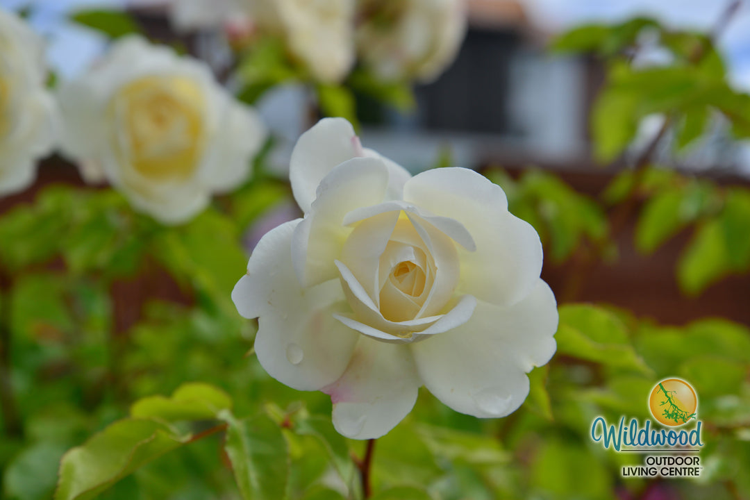 Tranquility - David Austin Rose
