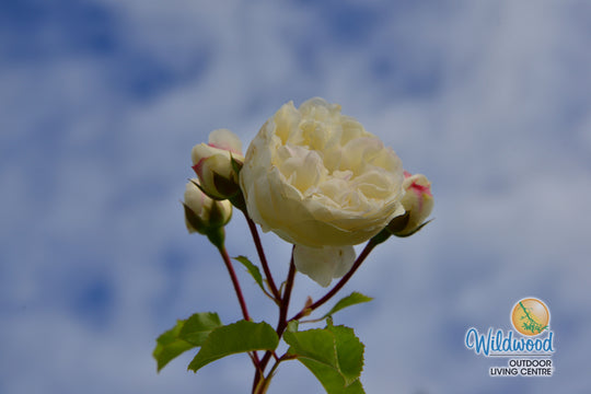 Tranquility - David Austin Rose