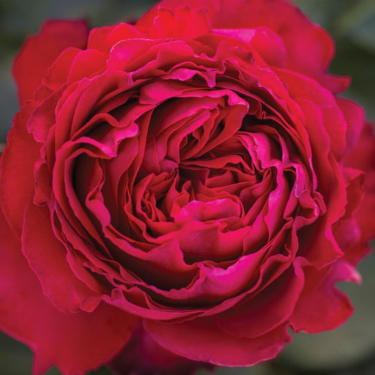 Traviata® - Star Roses and Plants