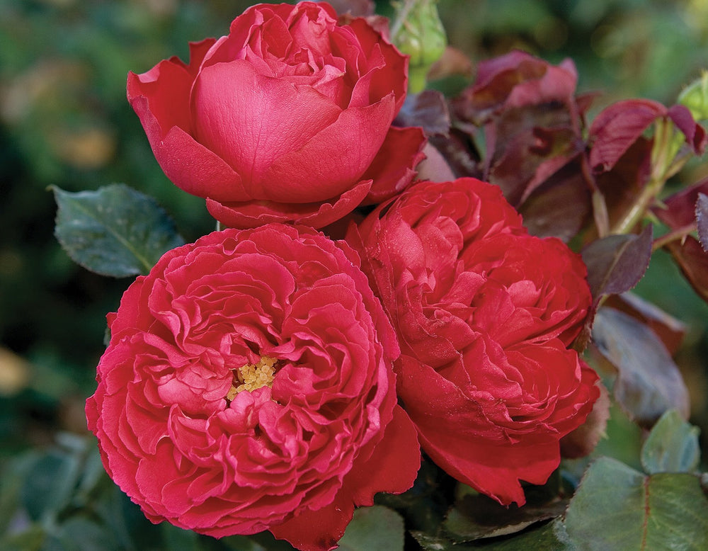 Traviata® - Star Roses and Plants