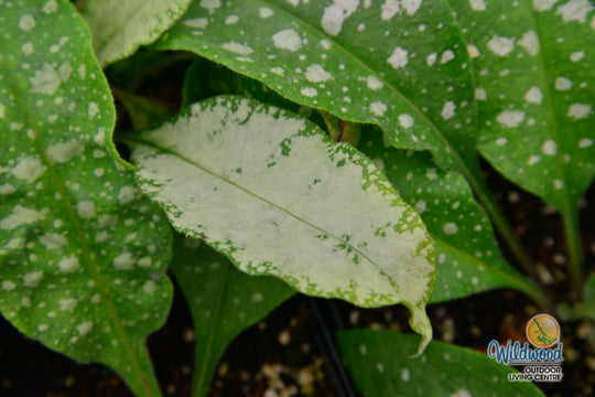 Lungwort - Trevi Fountain, 1 Pack