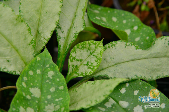 Lungwort - Trevi Fountain, 1 Pack