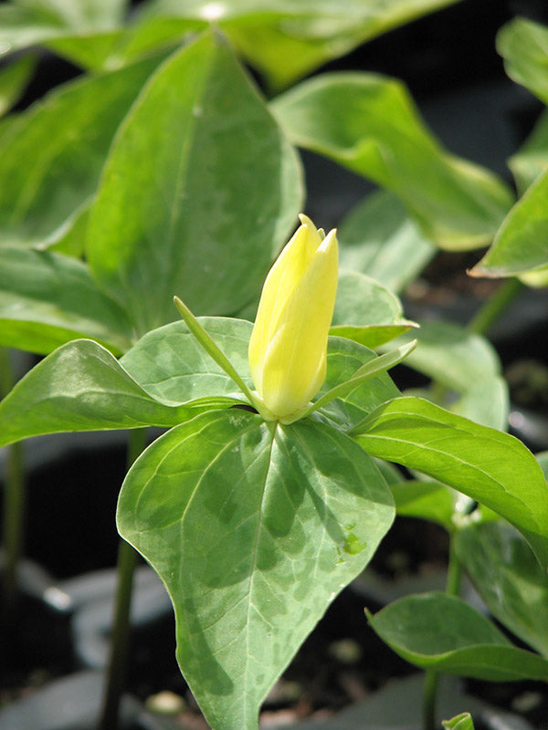 Trillium luteum, 1 Pack