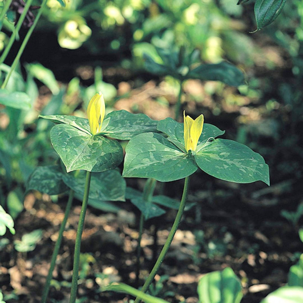 Trillium Luteum, 2 Pack