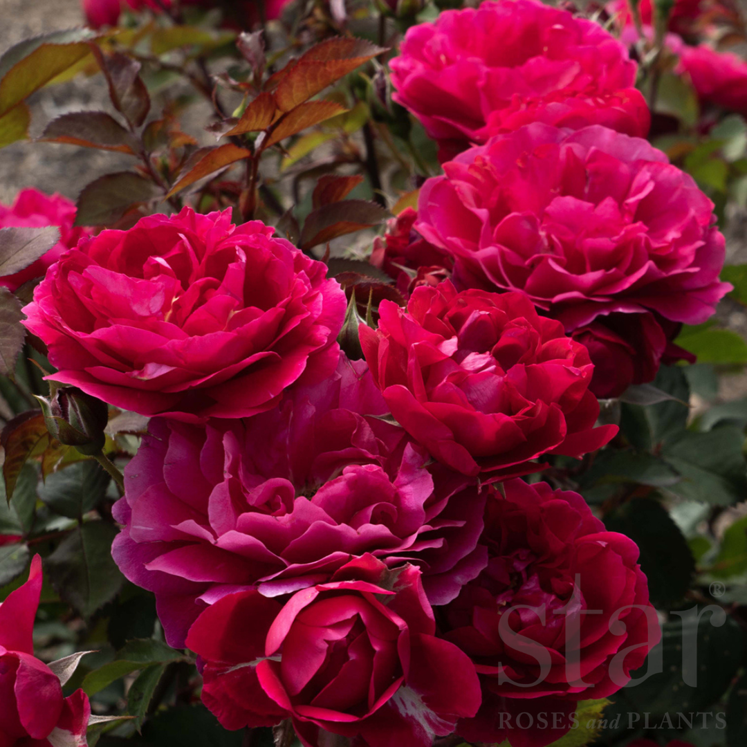 Triple Knock Out - Star Roses and Plants