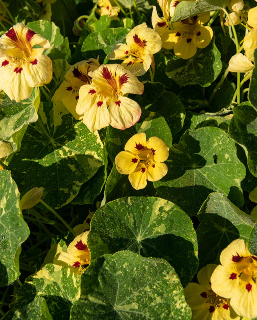 Nasturtium Troika Cream  - West Coast Seeds