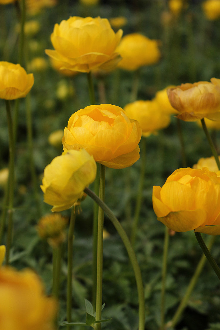 Trollius - Lemon Queen, 1 Pack