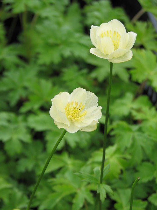 Trollius - New Moon, 1 Pack