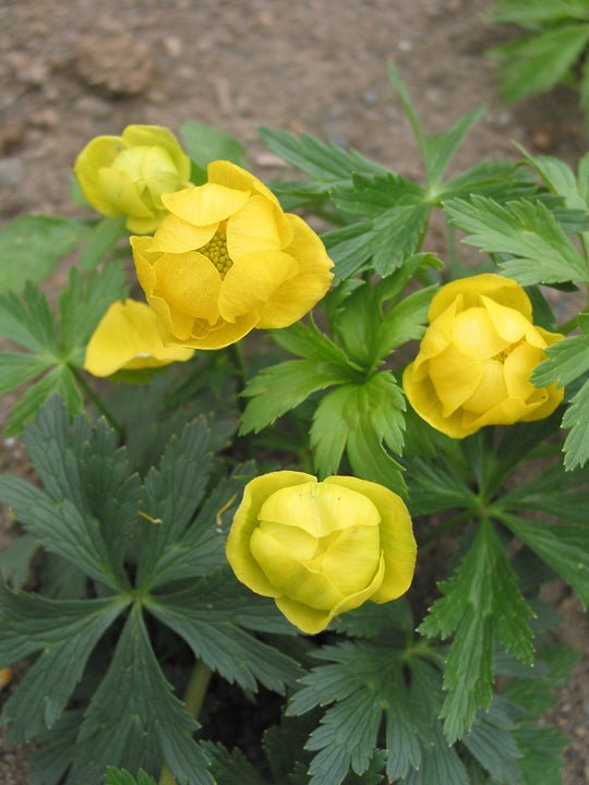 Trollius - Superbus, 1 Pack