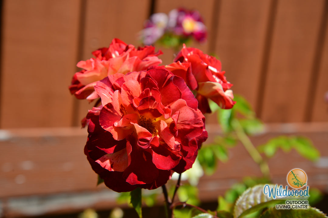 Tropical Lightning - Weeks Rose