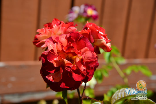 Tropical Lightning - Weeks Rose