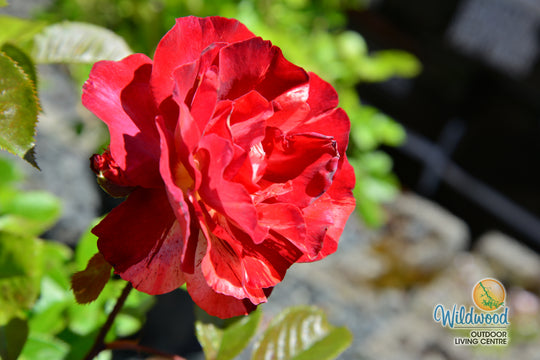 Tropical Lightning - Weeks Rose