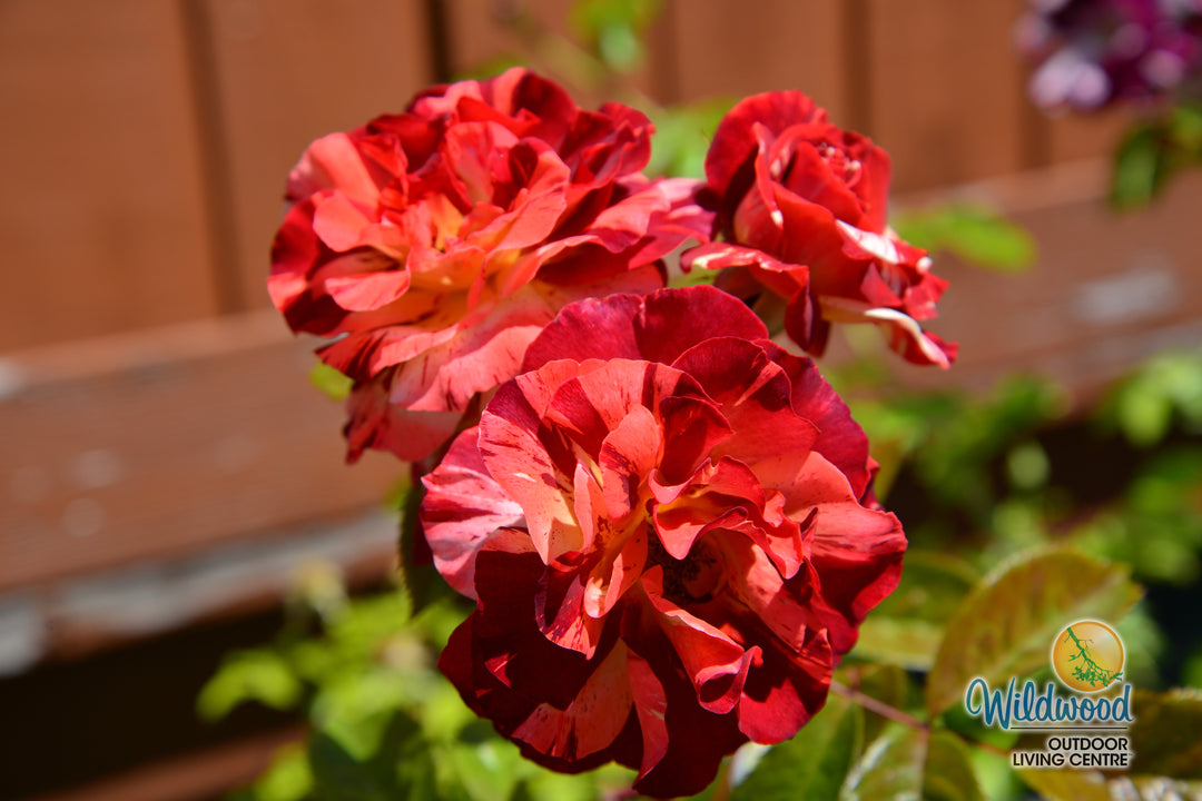 Tropical Lightning - Weeks Rose