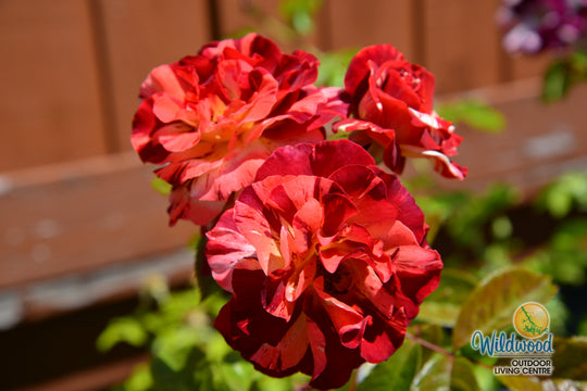 Tropical Lightning - Weeks Rose
