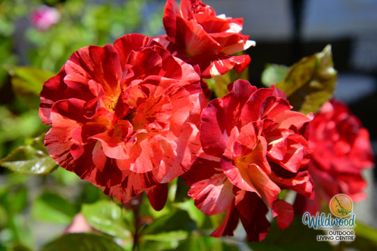 Tropical Lightning - Weeks Rose