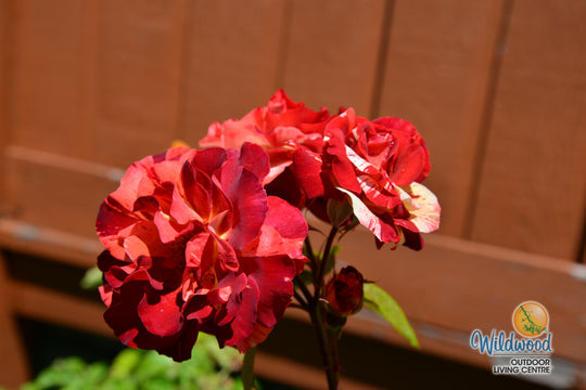 Tropical Lightning - Weeks Rose