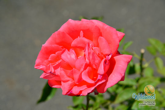 Tropicana - Weeks Rose
