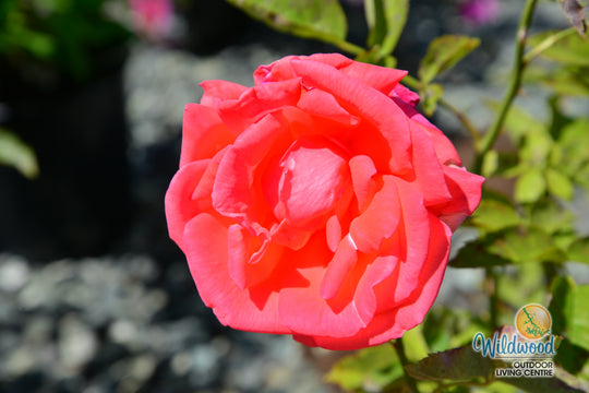 Tropicana - Weeks Rose