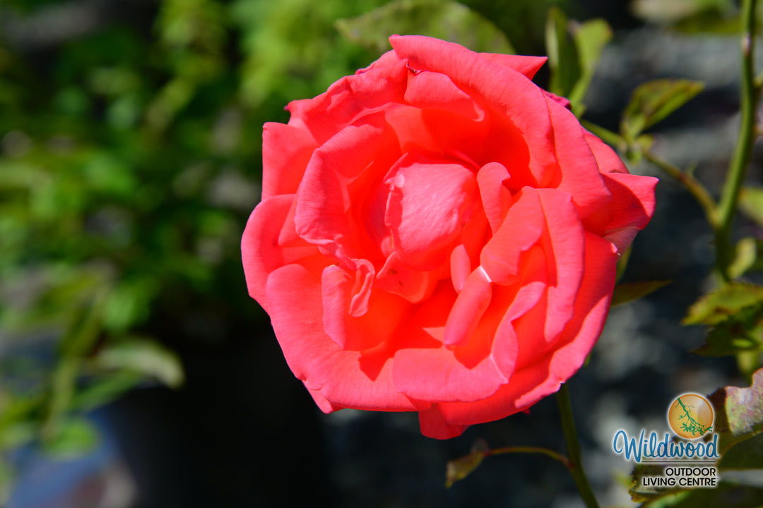 Tropicana - Weeks Rose