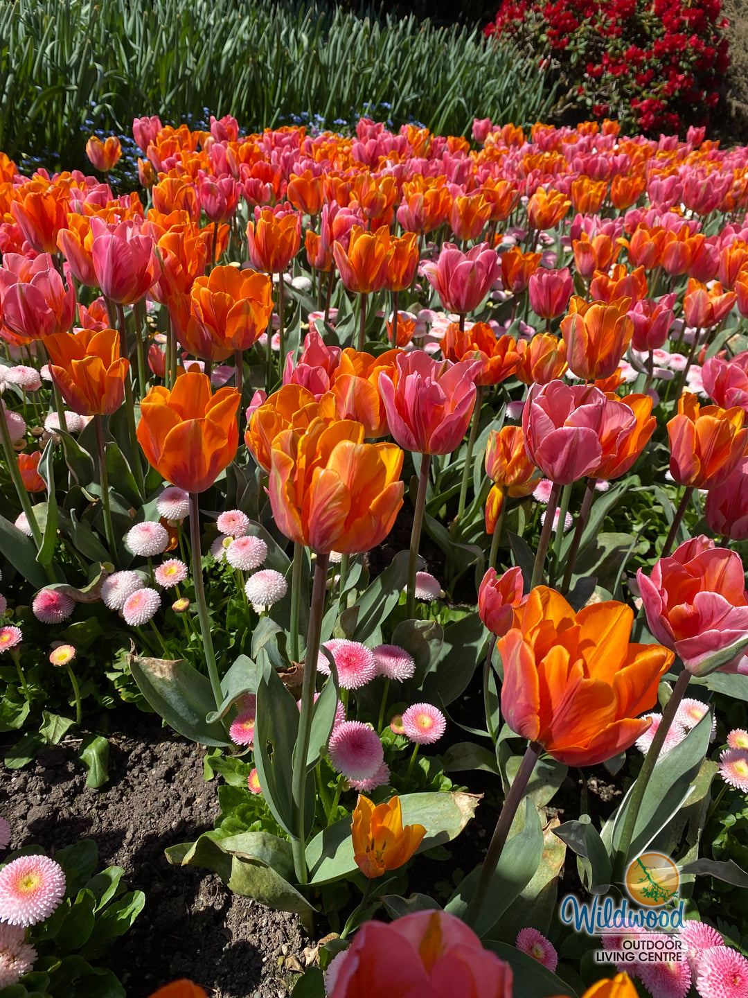 Tulip - Princess Irene, 6 Pack