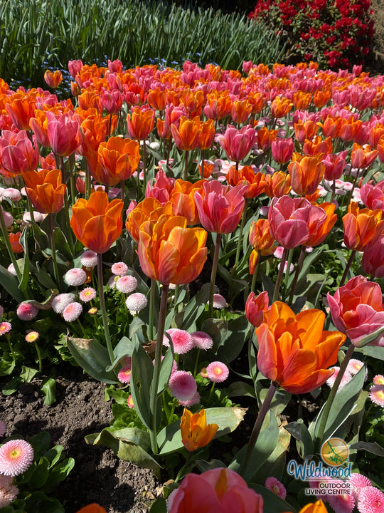 Tulip - Princess Irene, 6 Pack