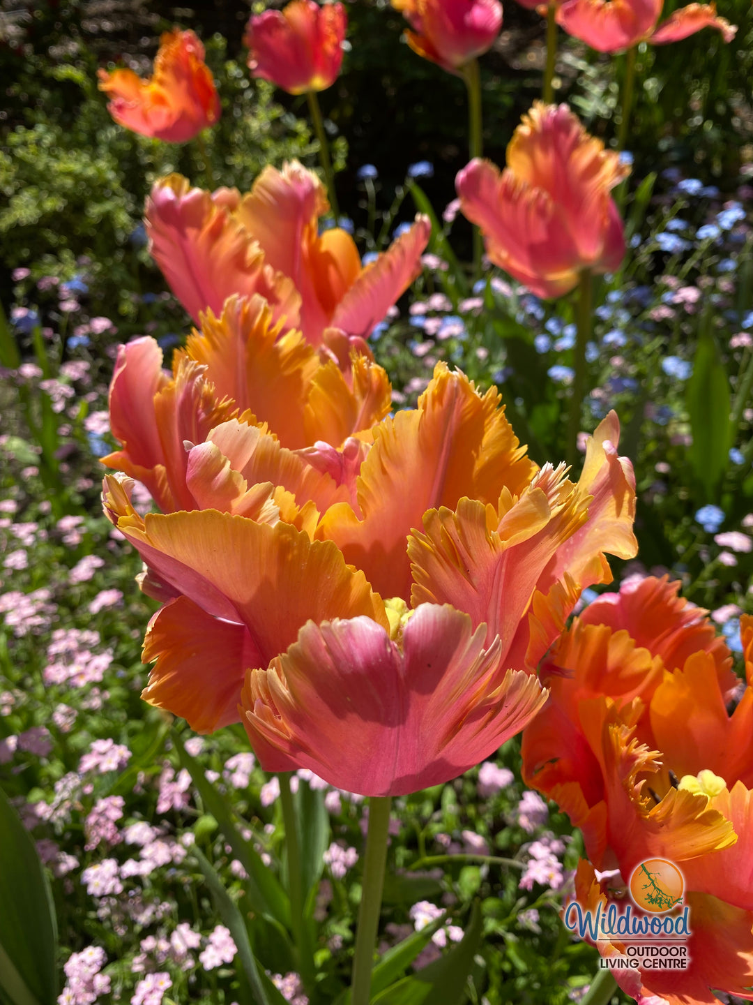 Tulip - Amazing Parrot, 6 Pack