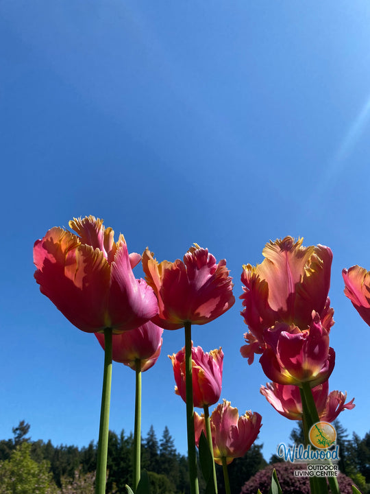 Tulip - Amazing Parrot, 6 Pack