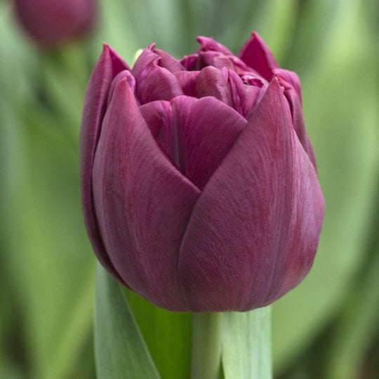 Tulip - Alison Bradley, 6 Pack