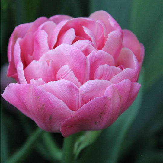 Tulip - Amazing Grace, 6 Pack