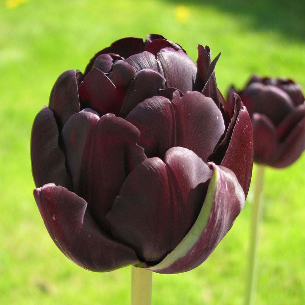 Tulip - Black Hero, 6 Pack