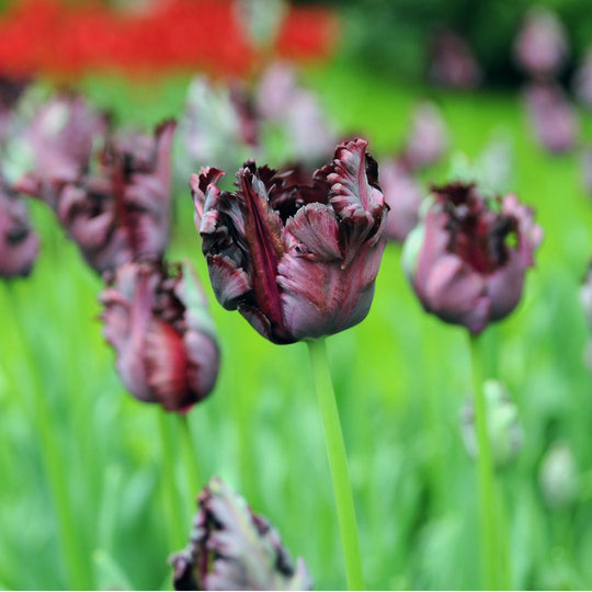 Tulip - Black Parrot, 6 Pack