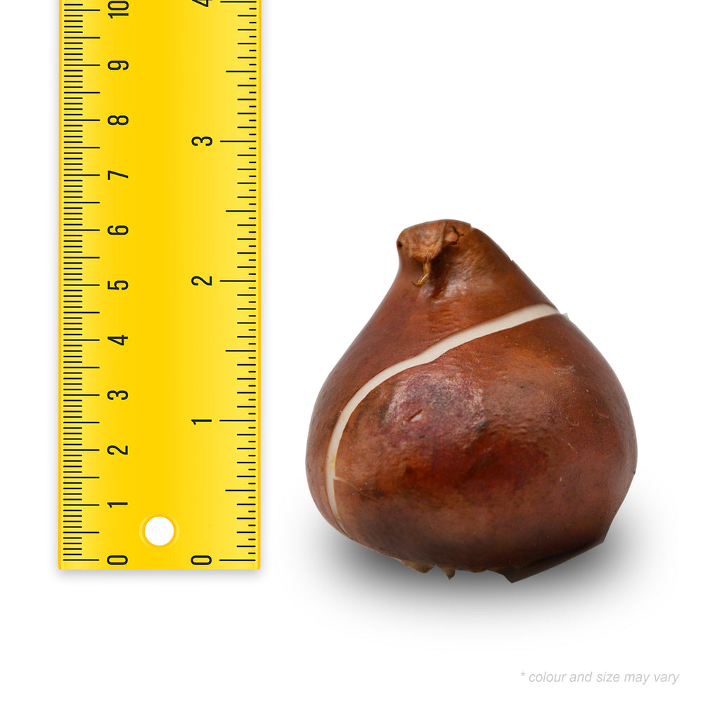 Tulip - Vogue, 6 Pack