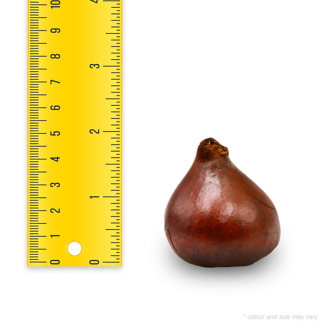 Tulip - Salmon Dynasty , 6 Pack