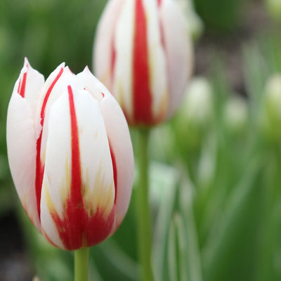 Tulip - Canadian Celebration, 6 Pack